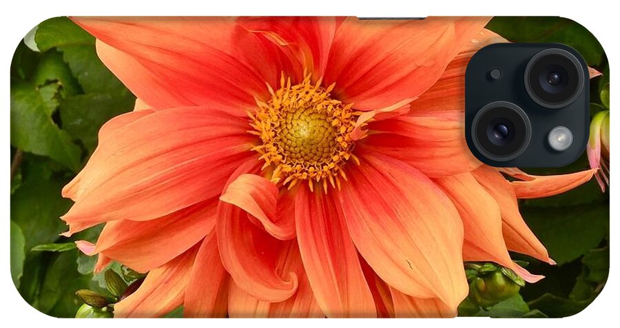Flower iPhone Case featuring the photograph Orange Delight by Suzanne Lorenz