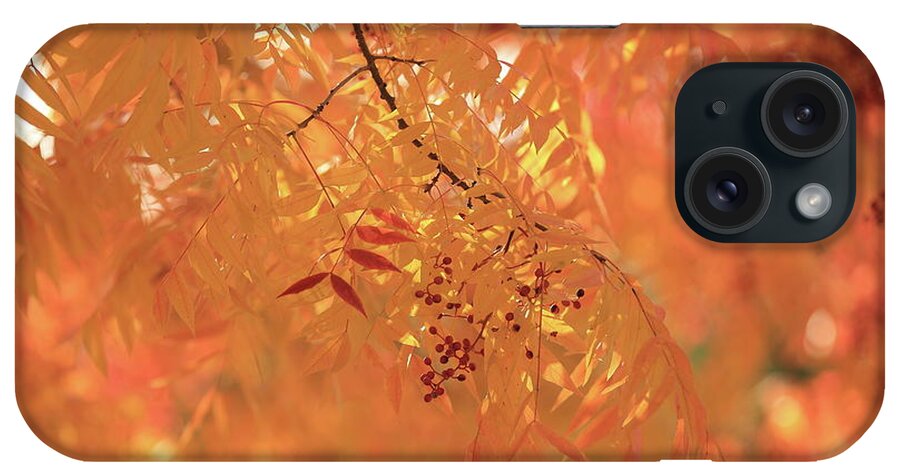 Autumn iPhone Case featuring the photograph Orange by Digiblocks Photography