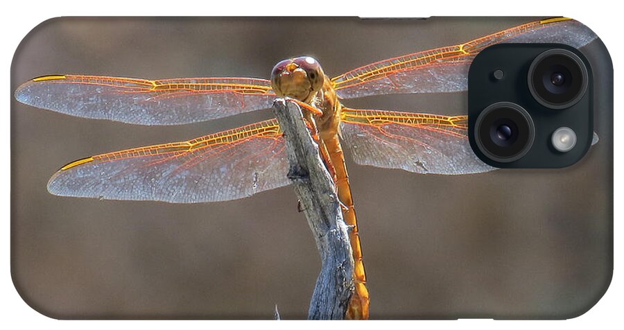 Nature iPhone Case featuring the photograph Dragonfly 3 by Christy Garavetto