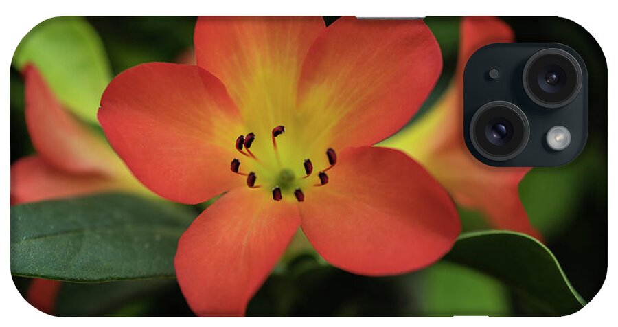 Orange Flower iPhone Case featuring the photograph Orange flower by Jocelyn Kahawai