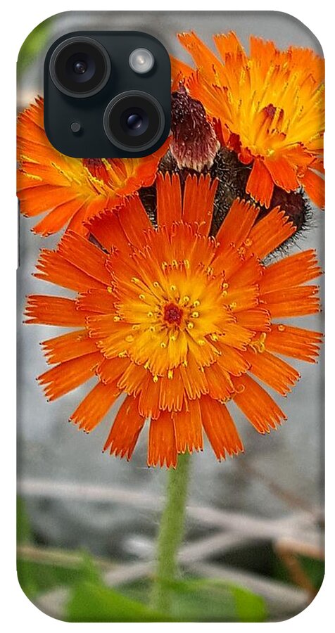Lupins iPhone Case featuring the photograph Orange Hawkweed by Michael Graham