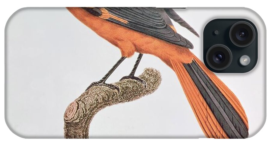 Orange iPhone Case featuring the painting Orange Jay by Jacques Barraband