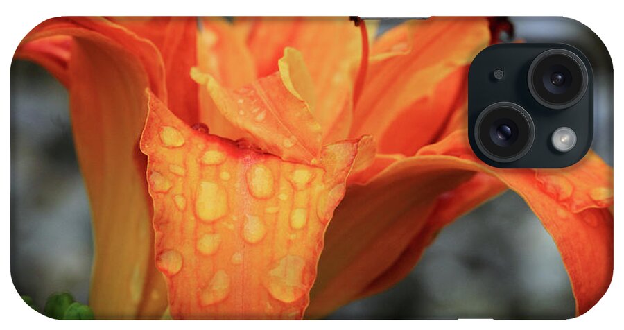 Lily iPhone Case featuring the photograph Orange Lily with Raindrops by Angela Murdock