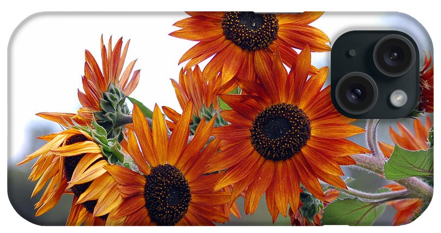Sunflower iPhone Case featuring the photograph Orange Sunflower 1 by Amy Fose