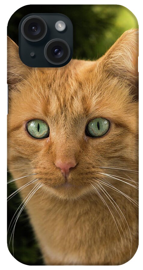 Orange Tabby Cat iPhone Case featuring the photograph Orange Tabby Cat by Joann Copeland-Paul