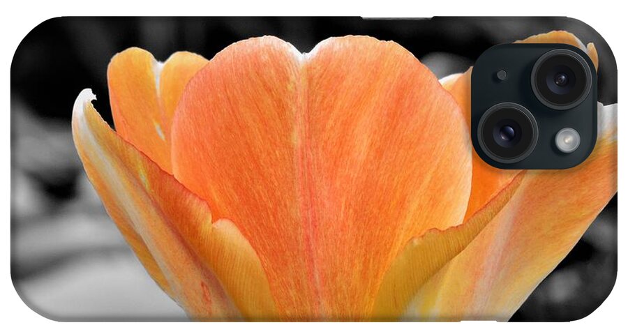 Tulip iPhone Case featuring the photograph Orange Tea Cup Tulip by Chad and Stacey Hall