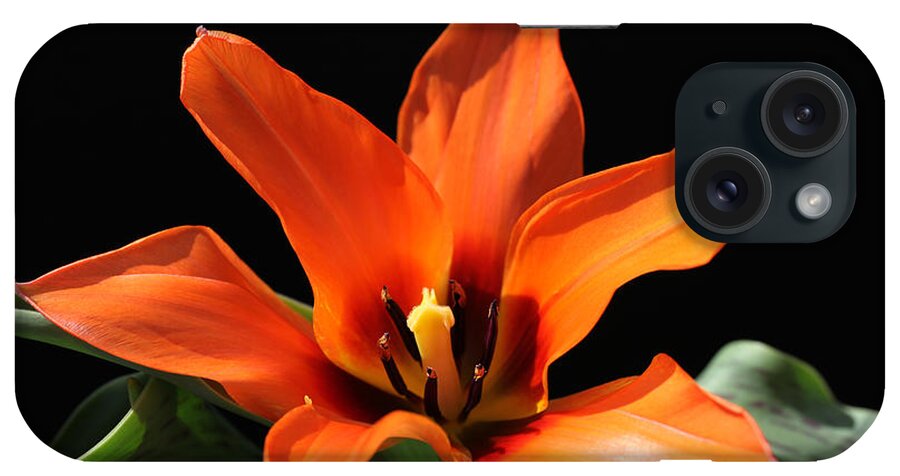 Tulip iPhone Case featuring the photograph Orange Tulip by Tammy Pool