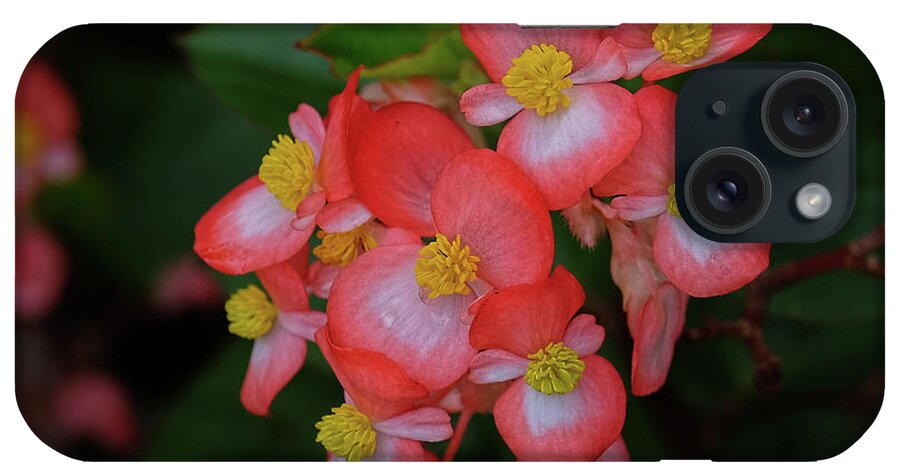 Begonia Flower iPhone Case featuring the photograph Begonias by Ronda Ryan