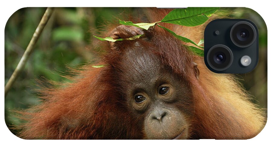 Mp iPhone Case featuring the photograph Orangutan Pongo Pygmaeus Baby, Camp by Thomas Marent