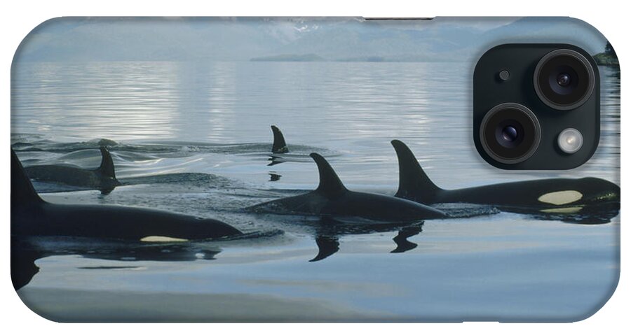 00079478 iPhone Case featuring the photograph Orca Pod Johnstone Strait Canada by Flip Nicklin