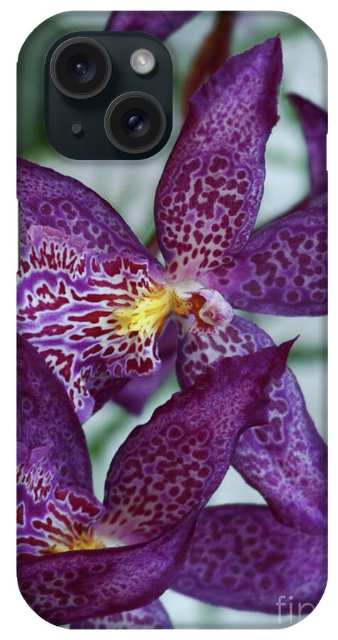Orchids iPhone Case featuring the photograph Orchid Awakening by John F Tsumas