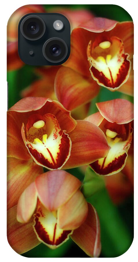 Orchidaceae iPhone Case featuring the photograph Orchid Quartet by Cate Franklyn