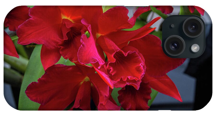 Botanical iPhone Case featuring the photograph Orchid Show 13 by Alana Thrower