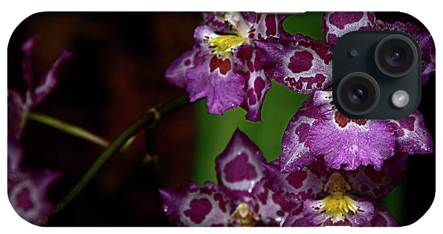 Purple Patterned Orchids iPhone Case featuring the photograph Orchids 12 by Karen McKenzie McAdoo
