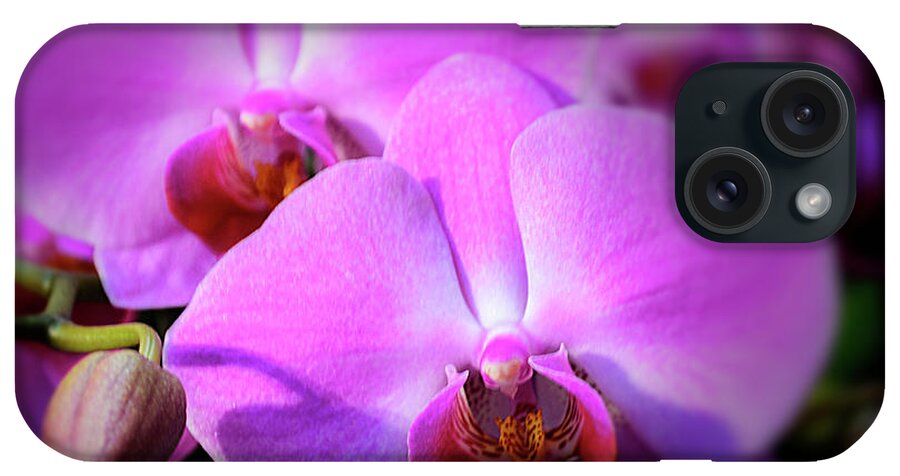 Cleveland Botanical Gardens iPhone Case featuring the photograph Orchids by Stewart Helberg