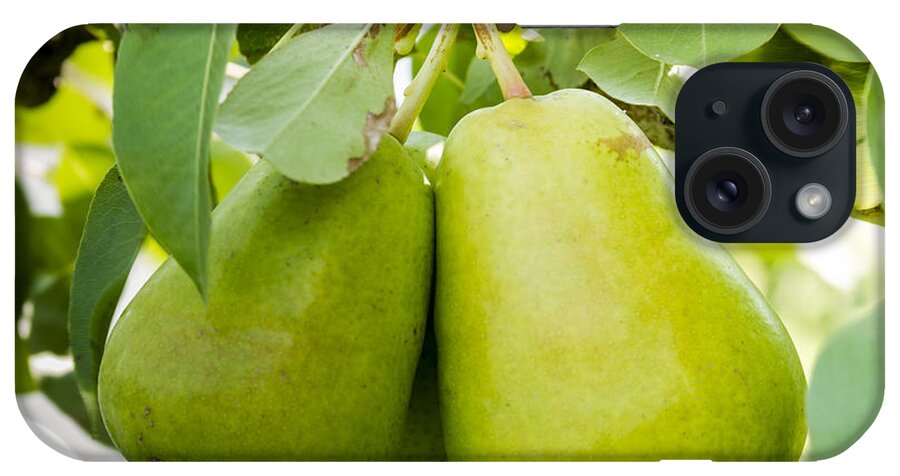 Colorado iPhone Case featuring the photograph Organic Pears by Teri Virbickis