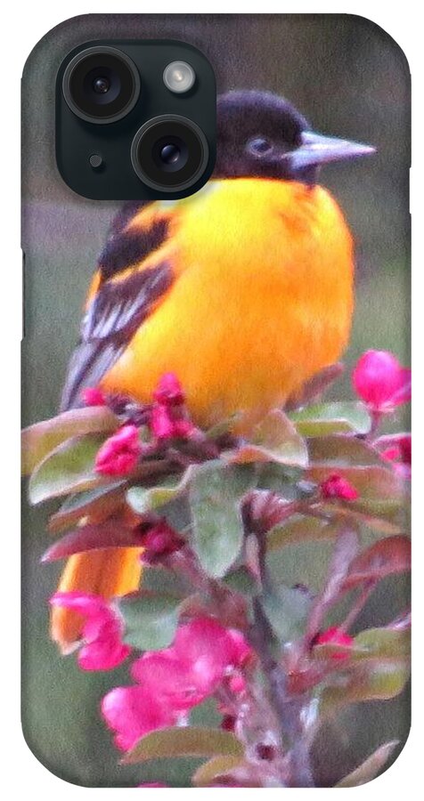 Oriole iPhone Case featuring the photograph Oriole Orange by MTBobbins Photography