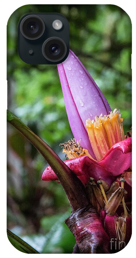 Cloud Forest iPhone Case featuring the photograph Ornamental Banana Flower by Kathy McClure