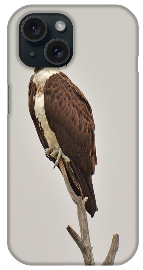 Bird iPhone Case featuring the photograph Osprey by Alan Lenk