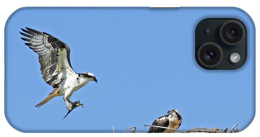 Osprey iPhone Case featuring the photograph Osprey Brings Fish To Nest by Gary Beeler