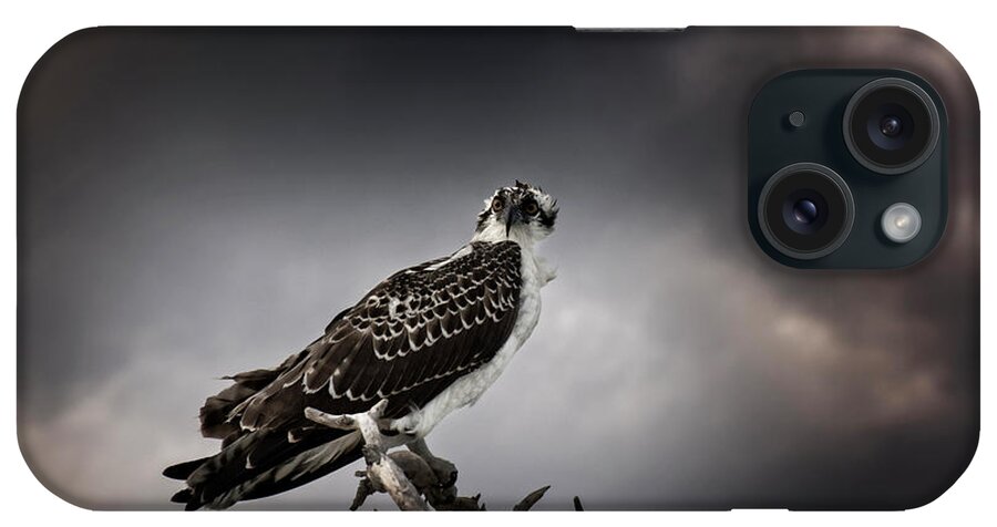 Osprey iPhone Case featuring the photograph Osprey by Greg and Chrystal Mimbs
