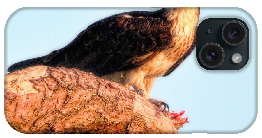 Osprey iPhone Case featuring the photograph Osprey Eating It's Catch by Ola Allen