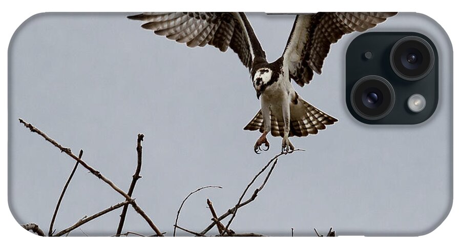 Art iPhone Case featuring the photograph Osprey Landing by Phil Spitze