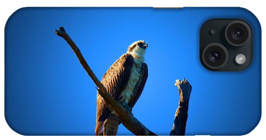 Osprey iPhone Case featuring the photograph Osprey by Lisa Wooten