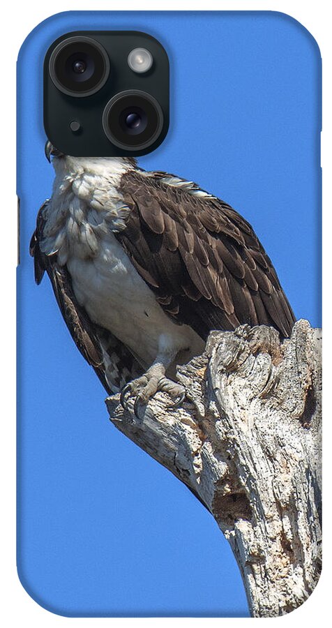 Nature iPhone 15 Case featuring the photograph Osprey Near Old Nest DRB0196 by Gerry Gantt