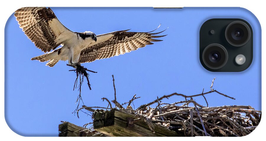 Osprey iPhone Case featuring the photograph Osprey Nest Building by Phil Spitze