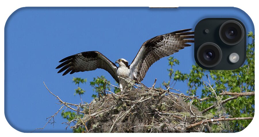 Osprey iPhone Case featuring the photograph Osprey on Nest Wings Held High by Paul Rebmann