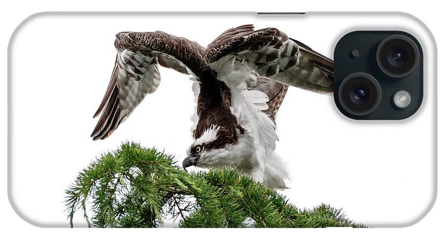 Osprey Stretch iPhone Case featuring the photograph Osprey Stretch by Wes and Dotty Weber