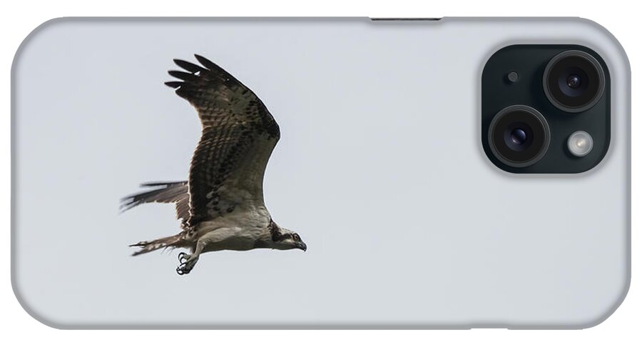 Osprey iPhone Case featuring the photograph Osprey by Wendy Cooper