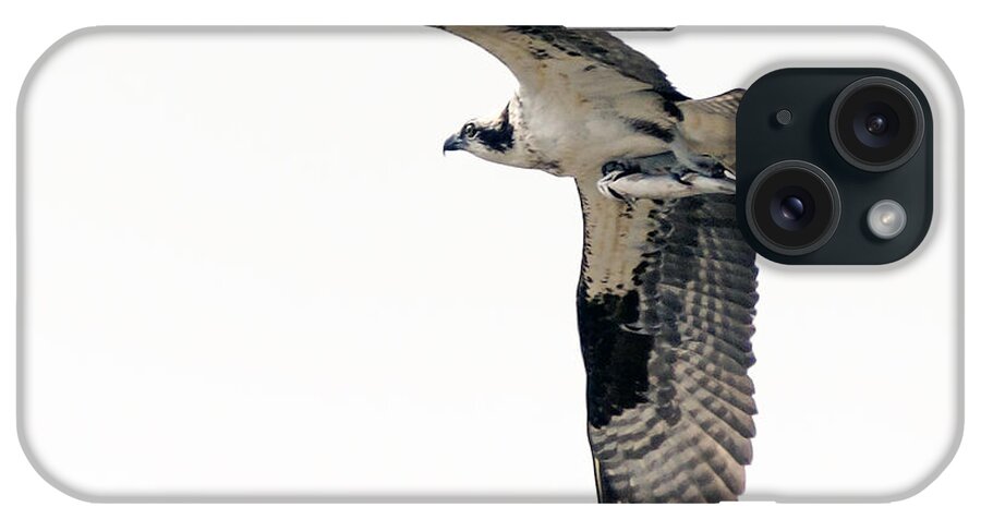 Osprey iPhone Case featuring the photograph Osprey with Fish by Stephen Johnson