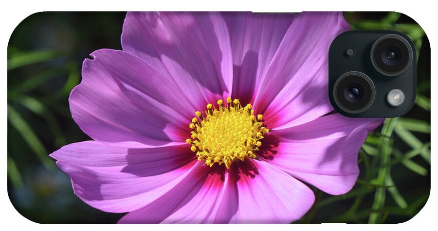 Cosmos Flower iPhone Case featuring the photograph Out In The Sun. by Terence Davis