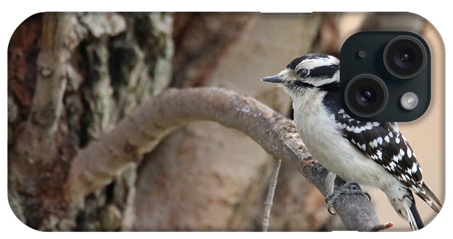 Hairy Woodpecker iPhone Case featuring the photograph Out On A Limb by Living Color Photography Lorraine Lynch