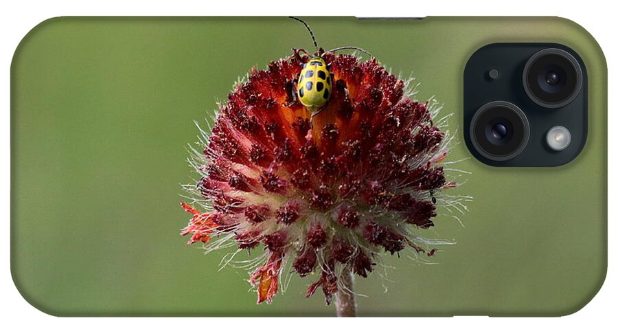 Nature iPhone Case featuring the photograph Over the Top by Sheila Brown