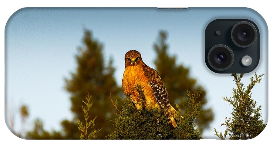 Wildlife iPhone Case featuring the photograph Overseeing the hood by Les Greenwood