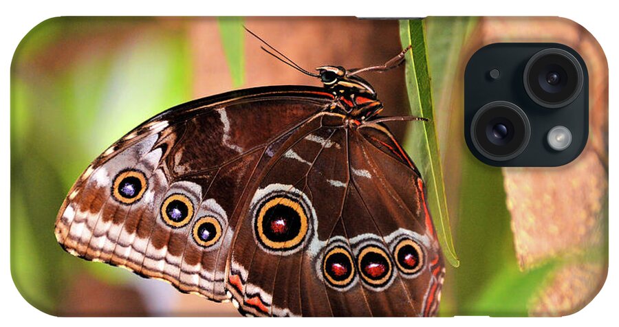 Owl Butterfly iPhone Case featuring the photograph Owl Butterfly by Kathy Kelly