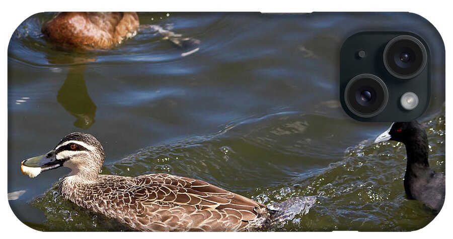 Pacific Black Duck iPhone Case featuring the photograph Pacific Black Duck Got The Bread by Miroslava Jurcik