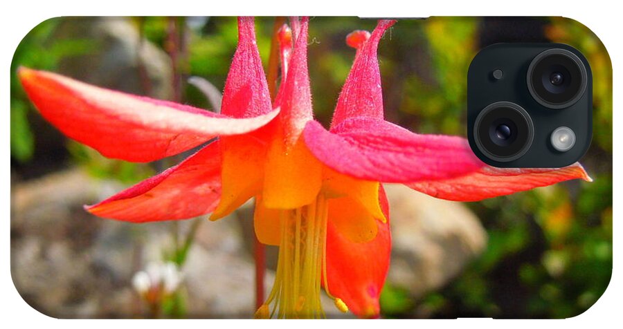 Pacific Columbine iPhone Case featuring the photograph Pacific Columbine by Maxwell Krem