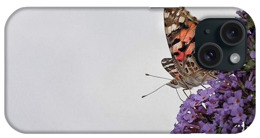Insectsofinstagram iPhone Case featuring the photograph Painted Lady (vanessa Cardui) by John Edwards