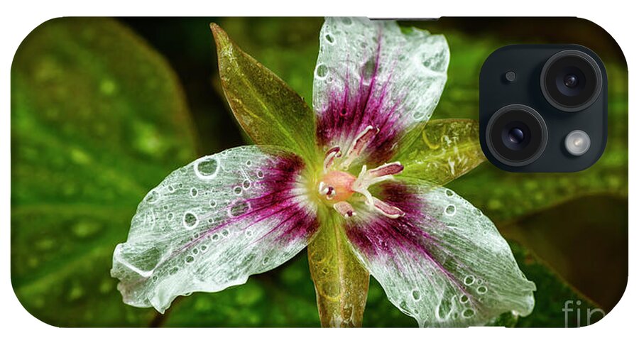Painted Trillium iPhone Case featuring the photograph Painted Trillium with Raindrops by Thomas R Fletcher