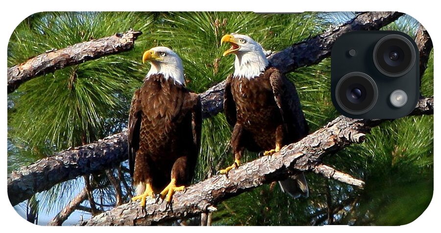 American Bald Eagle iPhone Case featuring the photograph Pair of American Bald Eagle by Barbara Bowen