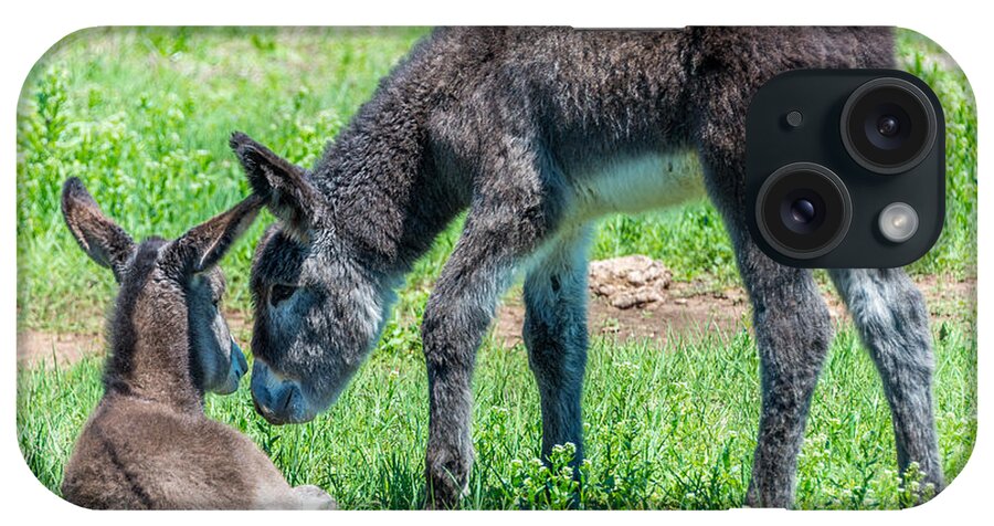 Burros iPhone Case featuring the photograph Pair of Burros by Jerry Cahill