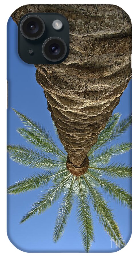 Palm Tree Looking Up iPhone Case featuring the photograph Palm Trees Looking Up 4 by David Zanzinger