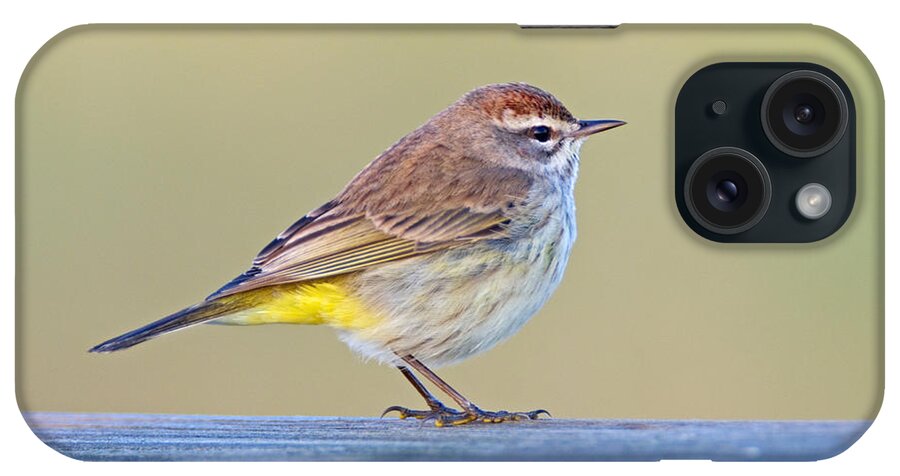 Palm Warbler iPhone Case featuring the photograph Palm Warbler by John Harmon