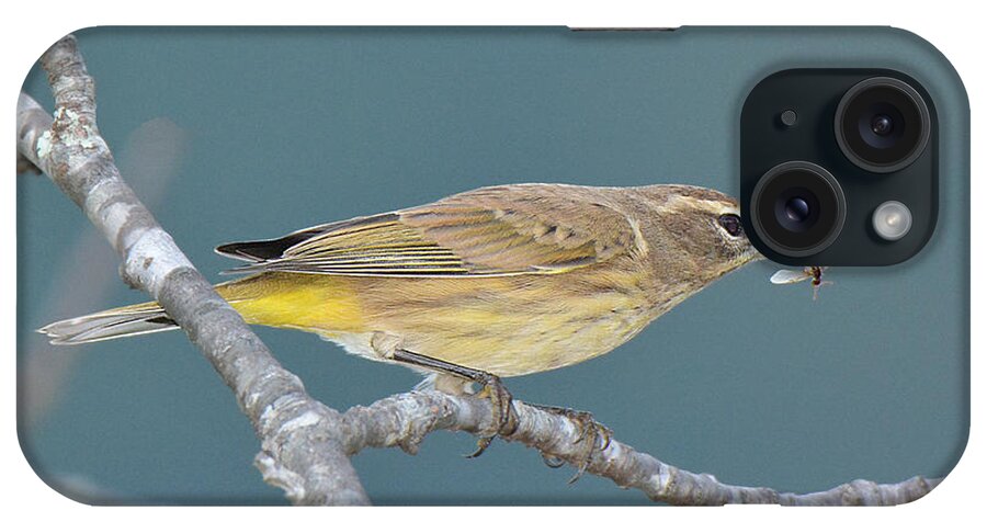 Bird iPhone Case featuring the photograph Palm Warbler Lunch by Alan Lenk