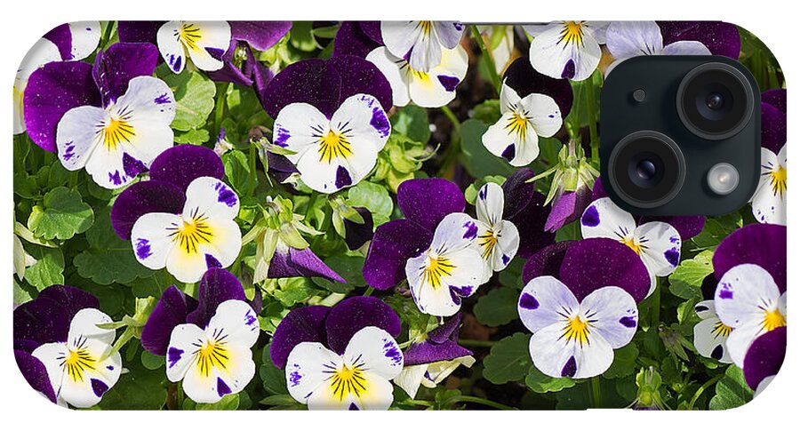 Nature iPhone Case featuring the photograph Pansies 2 by Kenneth Albin