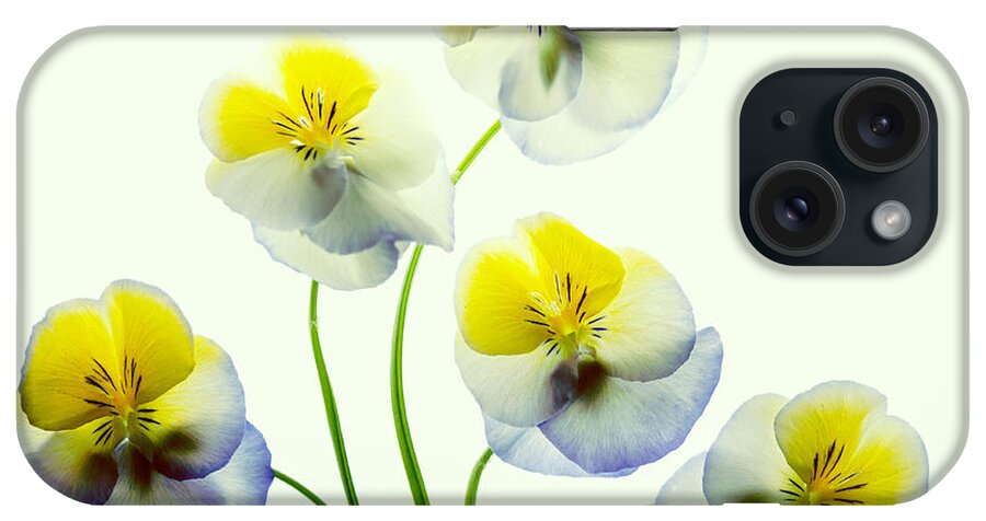 Flowers iPhone Case featuring the photograph Pansies 5 by Rebecca Cozart